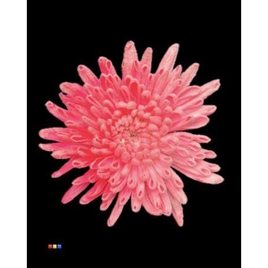 Chr G Ana Snow Pink Neon