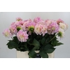 Dahlia Sweet Nathalie