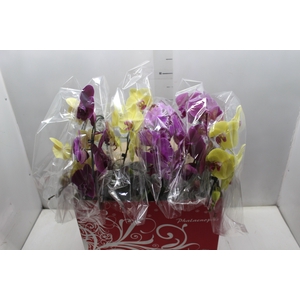 PHALAENOPSIS CASCATA ESPECIAL P15 MIN 8 FLS