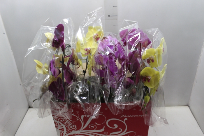 <h4>PHALAENOPSIS CASCATA ESPECIAL P15 MIN 8 FLS</h4>