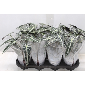 ALOCASIA PICOLLINI P12