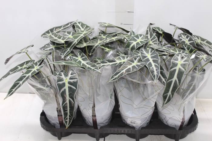 <h4>ALOCASIA PICOLLINI P12</h4>