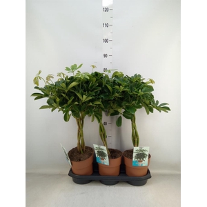 Schefflera arbor. 'Compacta'