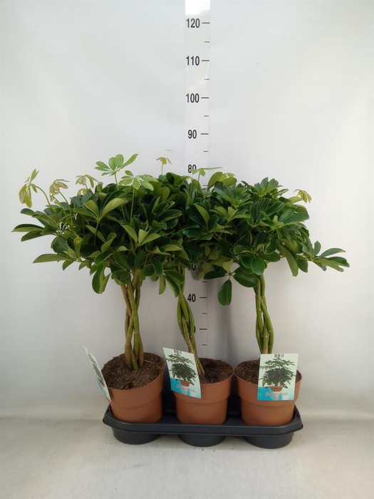 <h4>Schefflera arbor. 'Compacta'</h4>