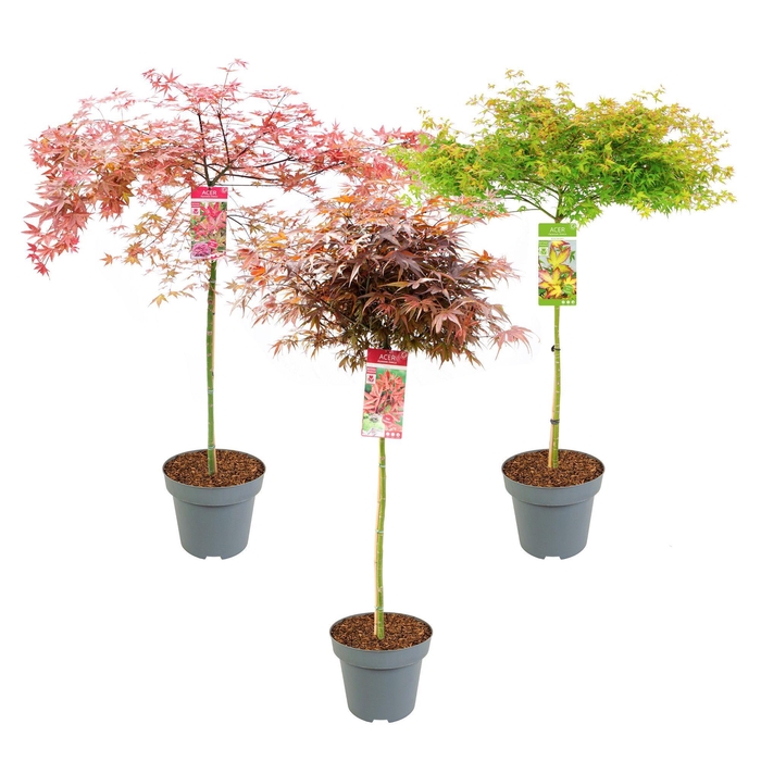 <h4>Acer palm. 'MIX' C14 halfstam</h4>
