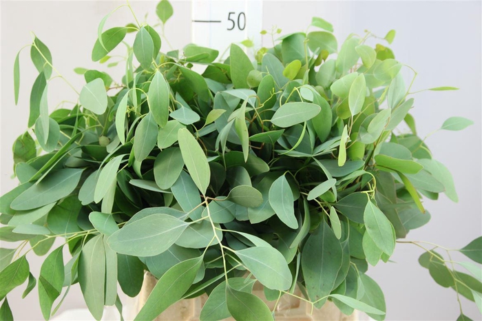 <h4>Euca Populus Blad Kort</h4>