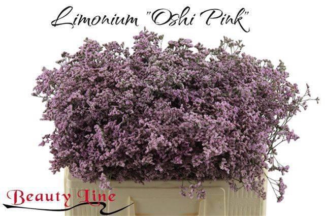 <h4>LIM SAF OSHI PINK</h4>