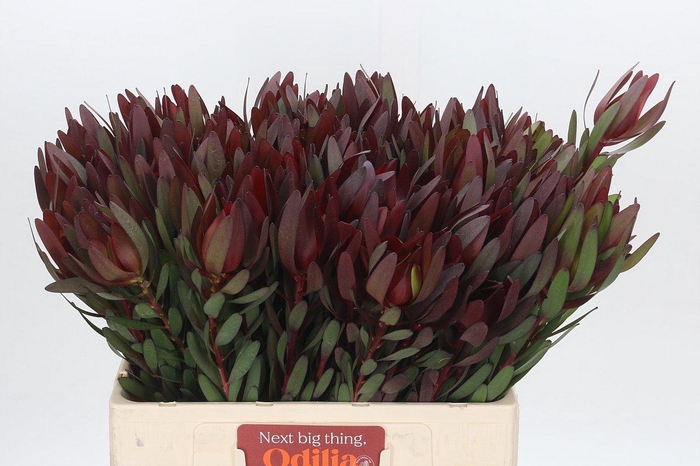 <h4>LEUCAD SAF SUNSET</h4>