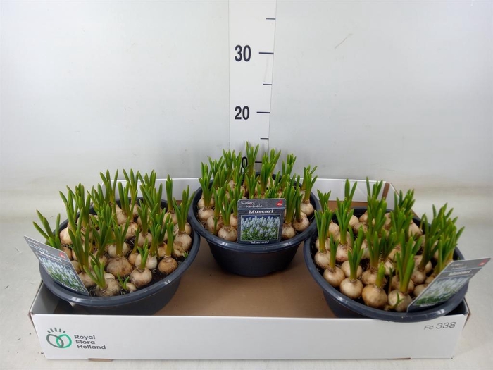 <h4>Muscari  'Manon'</h4>