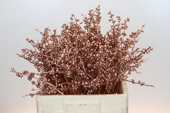 <h4>Ilex paint Koper</h4>