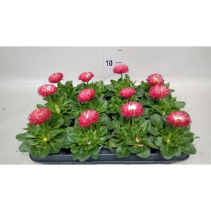 Bellis perennis 'Roggli Red'
