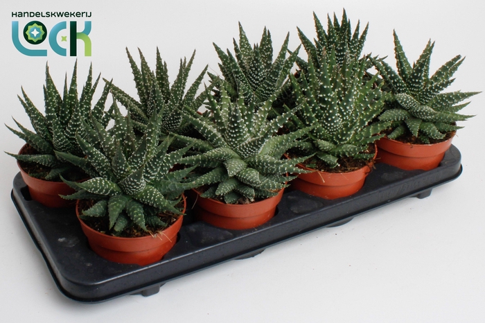 <h4>Haworthia Margaritifera</h4>