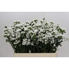 Limonium sinuatum Silvery Sun Birds