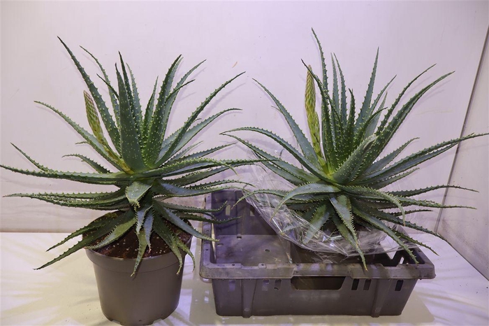 <h4>arr8 Aloe Arborescens Met Bloem</h4>