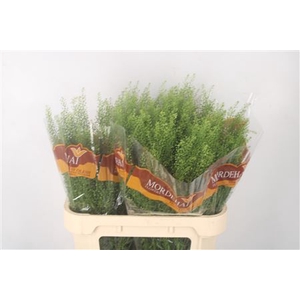 Lepidium Green Bell