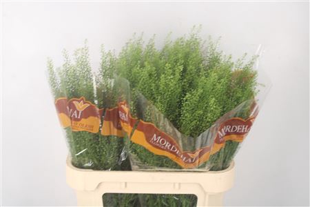 <h4>Lepidium Green Bell</h4>