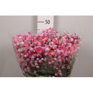 Rodan Helip Roseum Bos