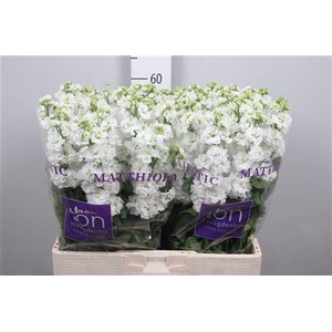 Matthiola incana 'StoX White'