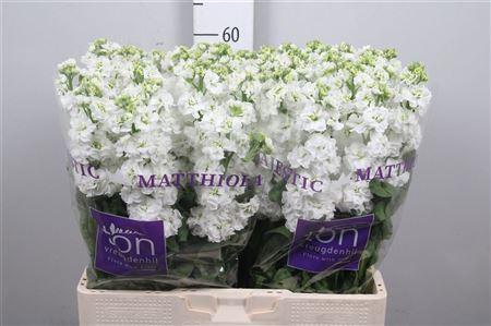 <h4>Matthiola incana 'StoX White'</h4>