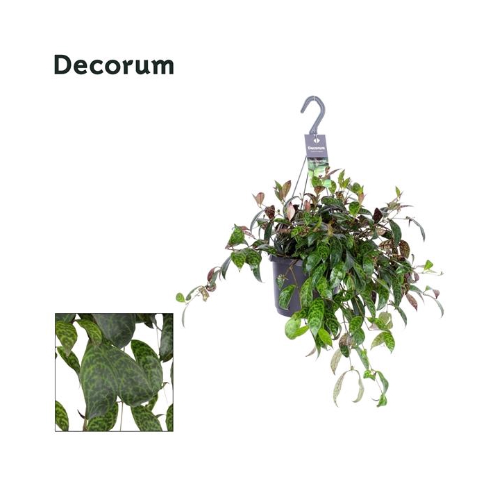 <h4>Aeschynanthus marmoratus</h4>