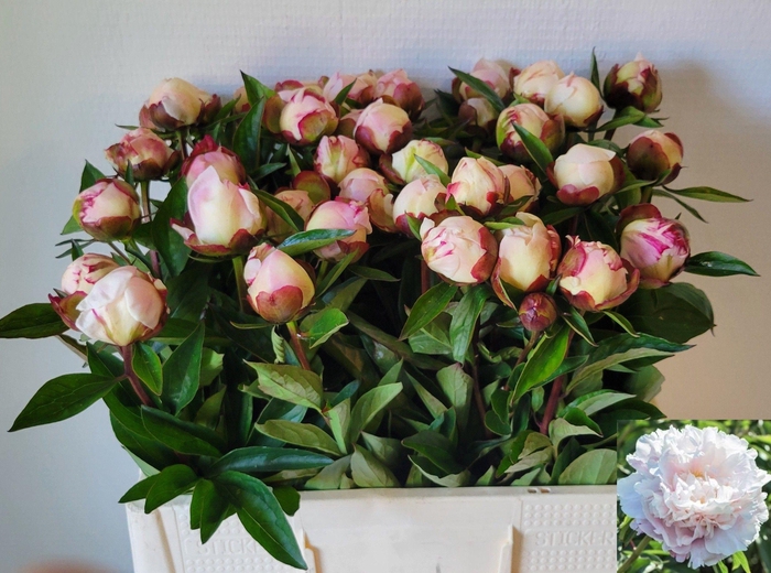 <h4>PAEO L GARDENIA</h4>