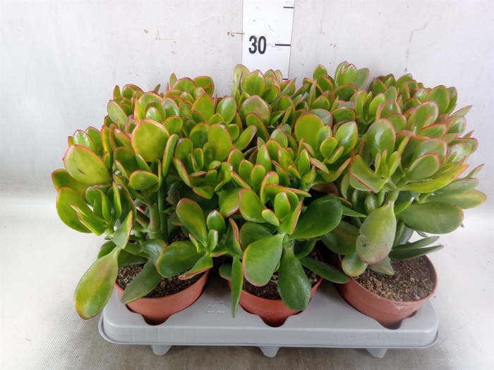 <h4>Crassula ovata 'Sunset'</h4>