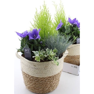 ARR TUINPLANTEN