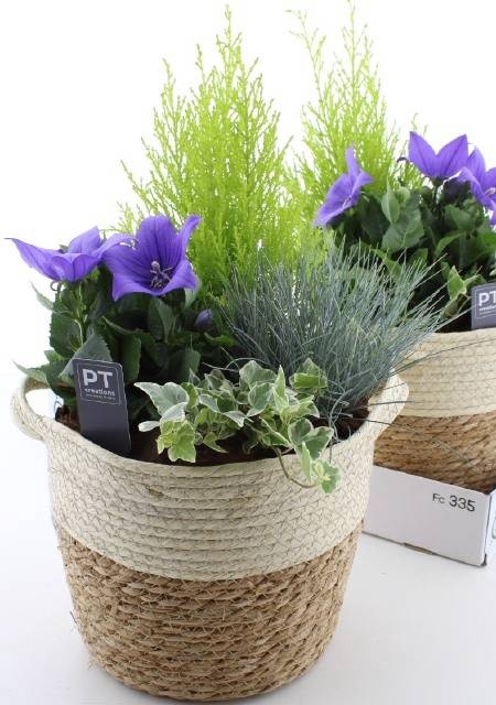 <h4>ARR TUINPLANTEN</h4>
