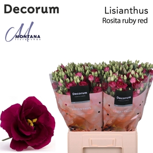 Lisianthus Rosita ruby red 70cm 588