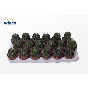 Echinopsis Eriesii