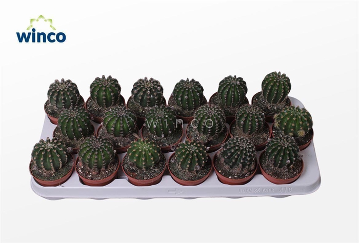 <h4>Echinopsis Eriesii</h4>