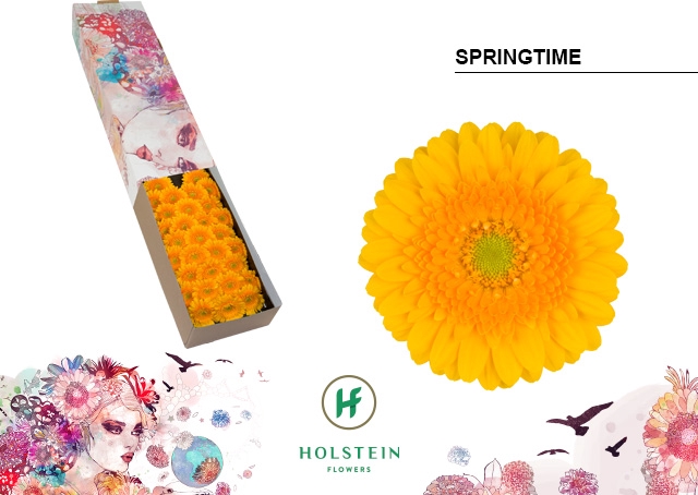 <h4>Germini Springtime Doos</h4>