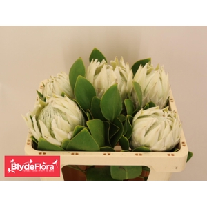 PROTEA CY AYOBA A IC