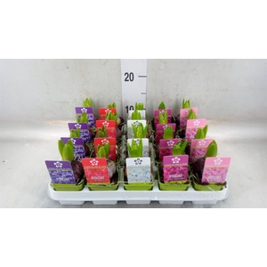Hyacinthus orie. 'Pearl'  ...mix  5