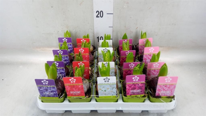 <h4>Hyacinthus orie. 'Pearl'  ...mix  5</h4>