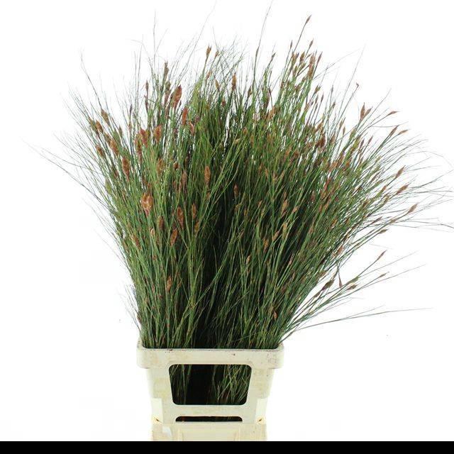 <h4>CANNOMOIS VIRG REKO</h4>