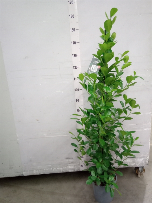 <h4>Ficus microcarpa 'Moclame'</h4>