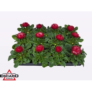 BELLIS PER BELUGA RED P9
