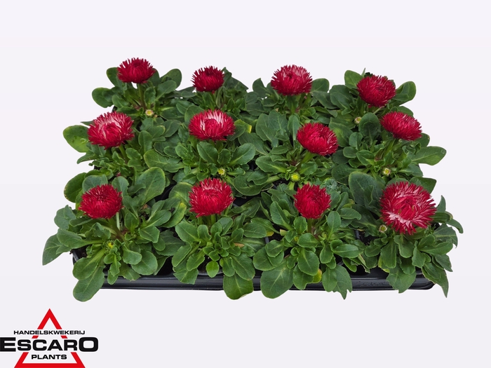 <h4>BELLIS PER BELUGA RED P9</h4>