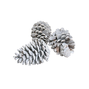 Deco Pinecone Maritima 100pcs L10 Frosted