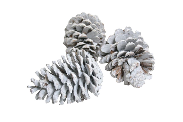 Deco Pinecone Maritima 100pcs L10 Frosted