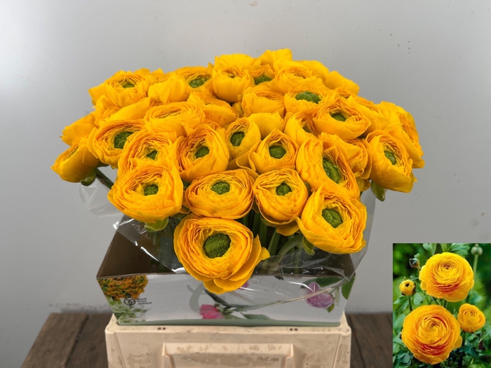 <h4>RAN SU OMEGA</h4>