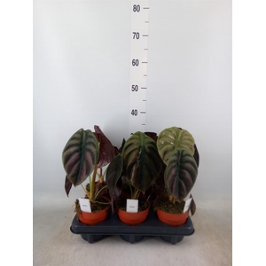 Alocasia cuprea 'Red Secret'