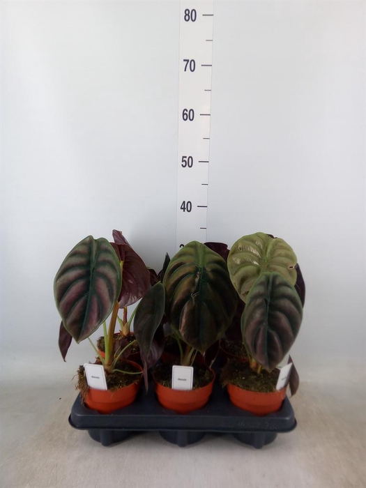 <h4>Alocasia cuprea 'Red Secret'</h4>