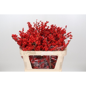 Ilex Rood