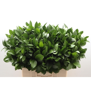 RUSCUS HYPOPHYLLUM
