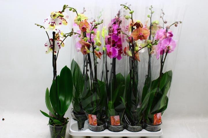 PHAL GEM