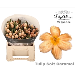 TU EN A SOFT CARAMEL