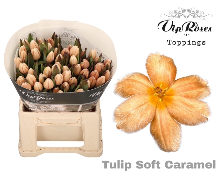 <h4>TU EN A SOFT CARAMEL</h4>