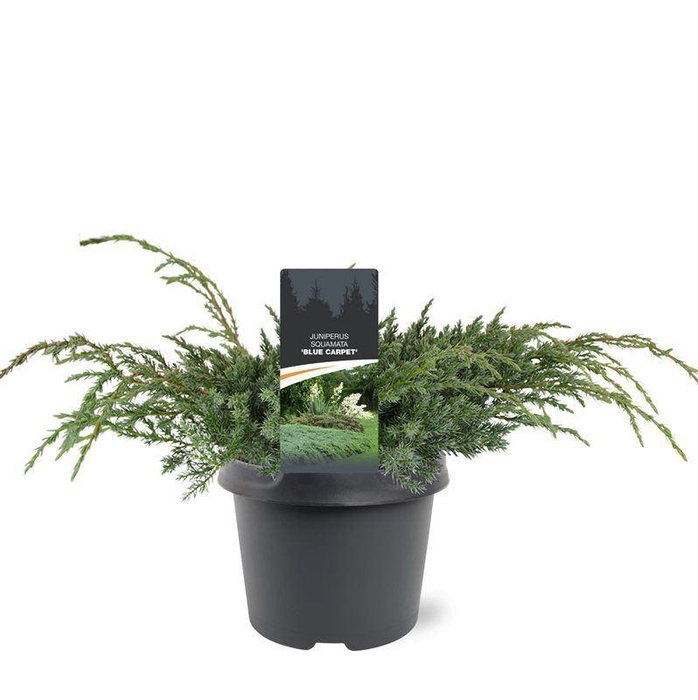 <h4>Juniperus squamata Blue Carpet</h4>
